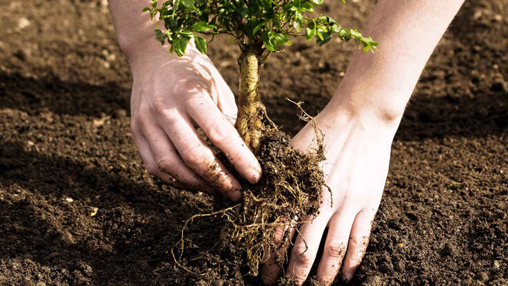 young-planting-737x415